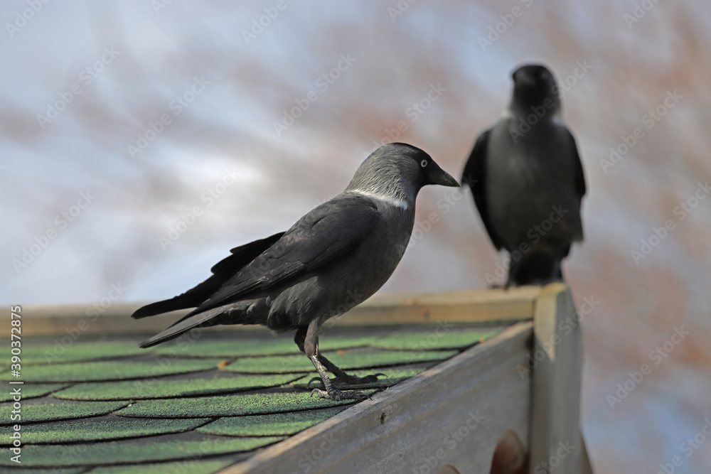 Obraz premium a pair of crows who live freely in the natural environment