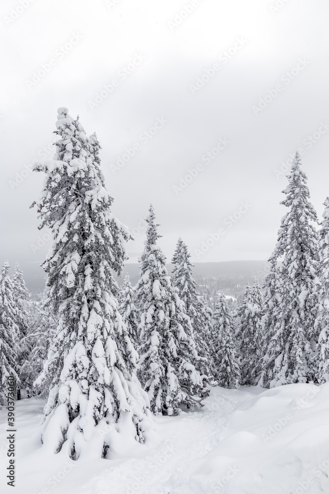 Fototapeta premium Winter landscape. Zyuratkul national Park, Chelyabinsk region, South Ural, Russia