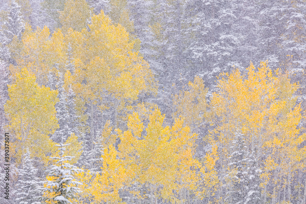 Fototapeta premium Snowing in the forest. Autumn. Big Cottonwood Canyon, Wasatch Range, Salt Lake City, Utah, Usa, America