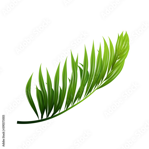 Coconut Exotical Palm Green Leaf Branch Vector. Pacific Jungle Wood Coconut Tree Botanic Vegetation Stem. Natural Flora Ornament Plants Foliage Frond Layout Realistic 3d Illustration