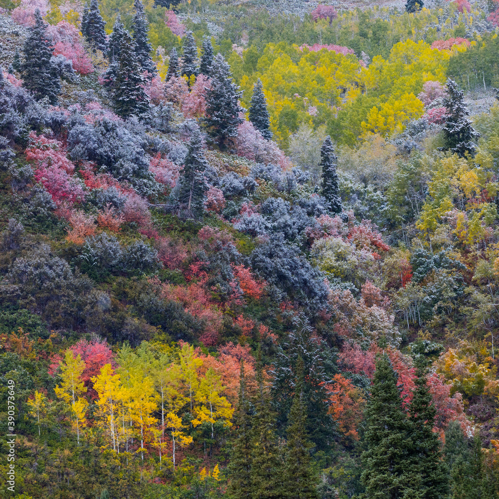 Snowing in the forest.  Autumn. Big Cottonwood Canyon, Wasatch Range, Salt Lake City, Utah, Usa, America