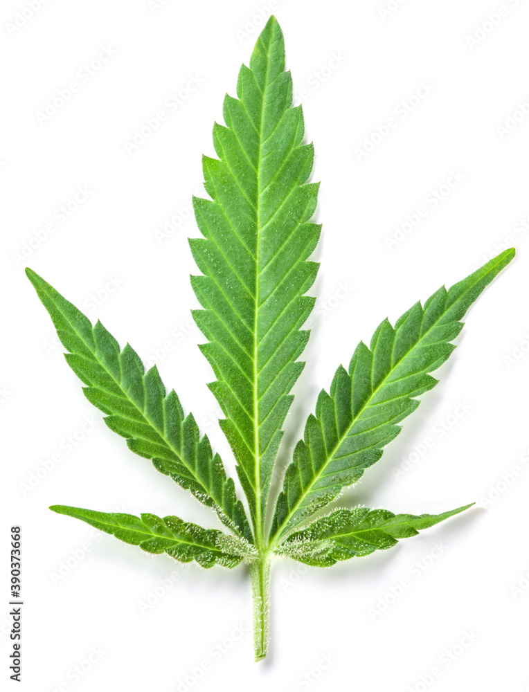 Medical marijuana leaf with trichomes