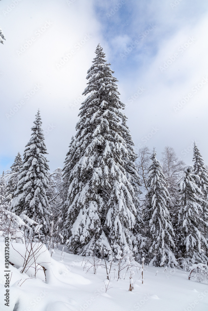 Fototapeta premium Winter landscape. Zyuratkul national Park, Chelyabinsk region, South Ural, Russia