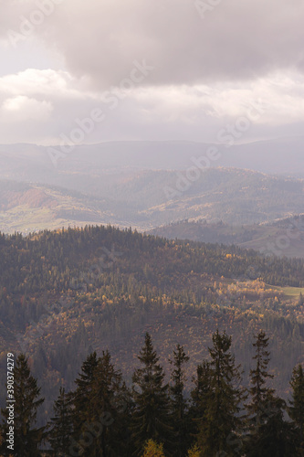 Natural gloomy background of autumn mountains with yellow trees and fir trees on a cloudy day with clouds in the sky