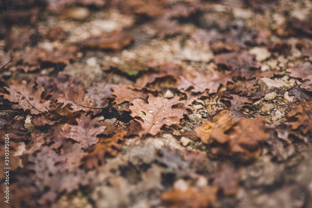 Brown leaves with raindrops on the ground Brown leaves with raindrops on the ground