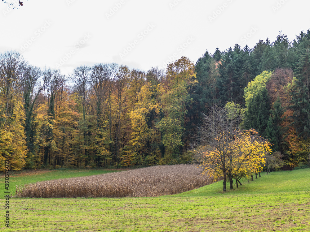 Fototapeta premium Herbst im Mischwald