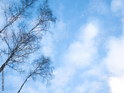 The birch-trees on the blue sky and white clouds background with the falling snow.