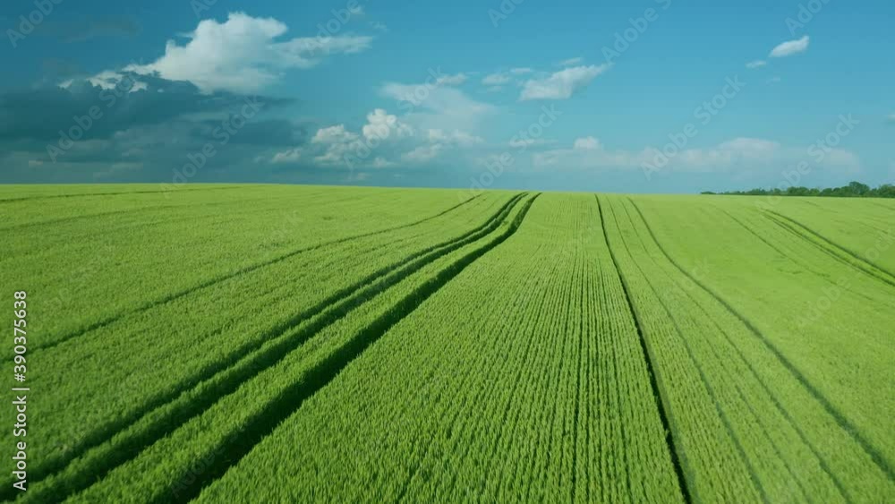 Flying over a green wheat field, clear blue sky. Agricultural industry. Flying over a green wheat field, clear blue sky. Agricultural industry.