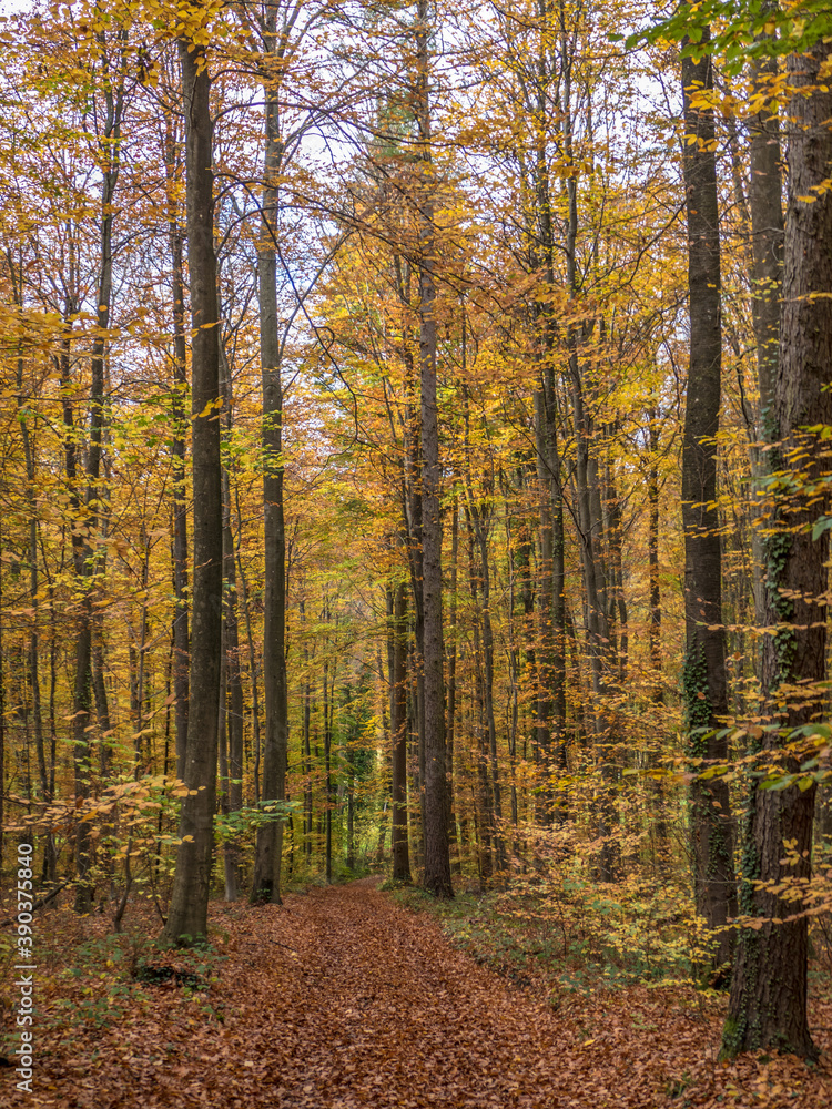 Waldweg im Herbst