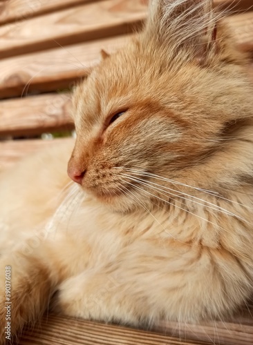 Ginger cat sleeping on a wooden bench. Maine Coon sleeping on a bench
