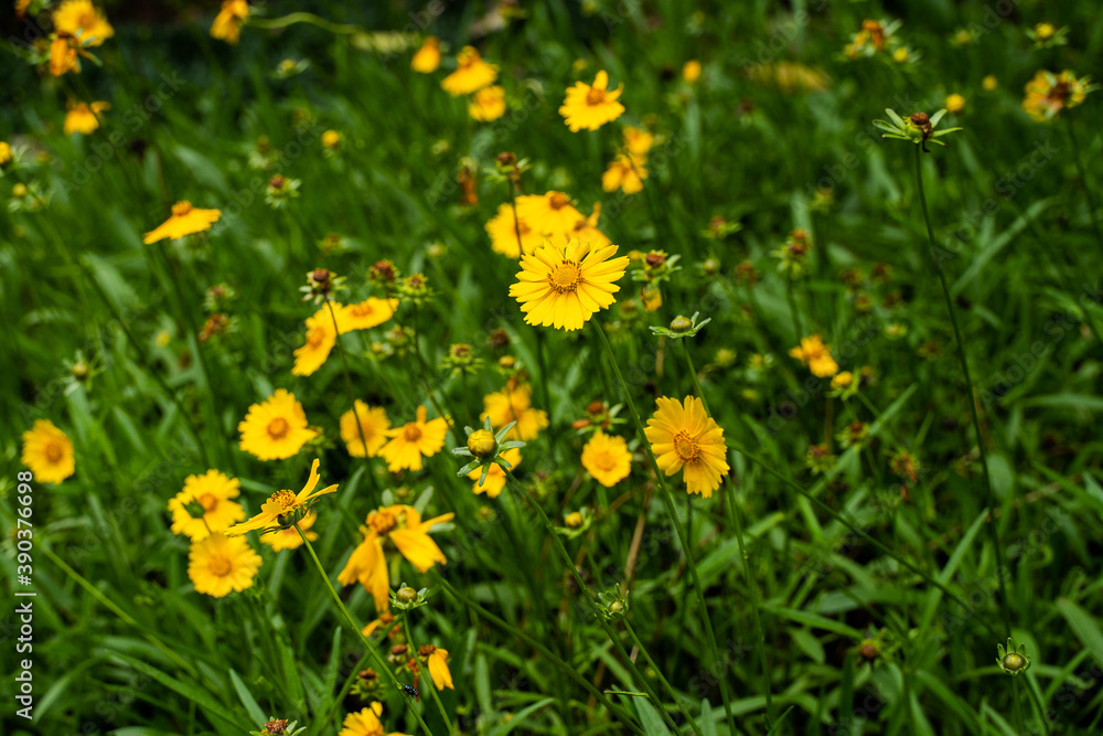 Yellow Cosmos in the deep green bush Yellow Cosmos in the deep green bush