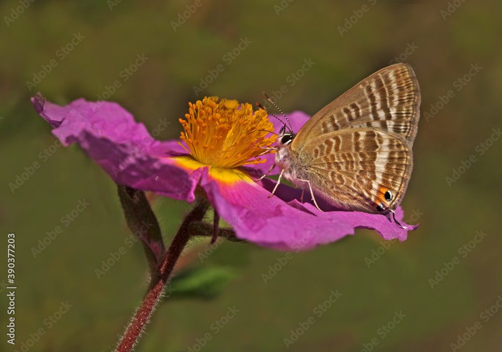Fototapeta premium Lampides butterfly ; Lampides boeticus