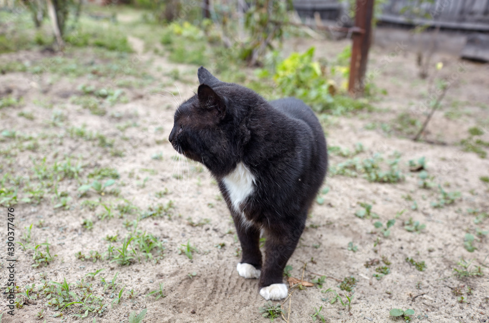 Obraz premium Close up of a black cat on the grass in the back yard. Funny facial expression. Selective focus, blurred background