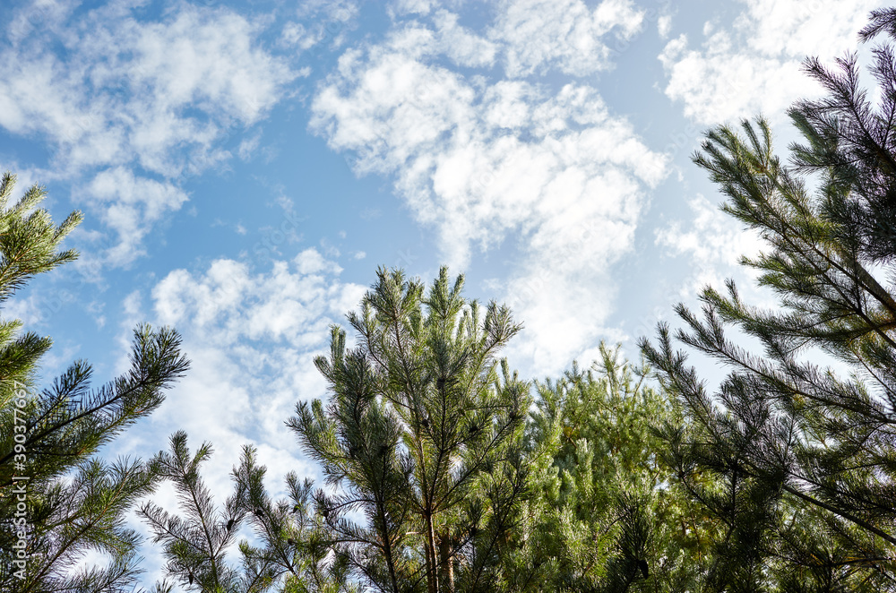 Forest against the sky. Pine trees against a blue sky with clouds on a sunny day Forest against the sky. Pine trees against a blue sky with clouds on a sunny day