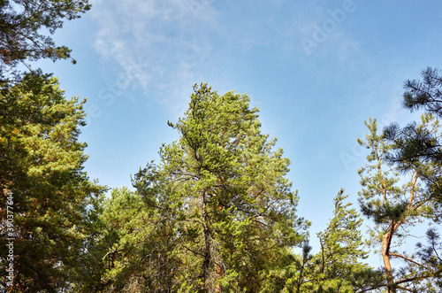 Forest against the sky. Pine trees against a blue sky with clouds on a sunny day