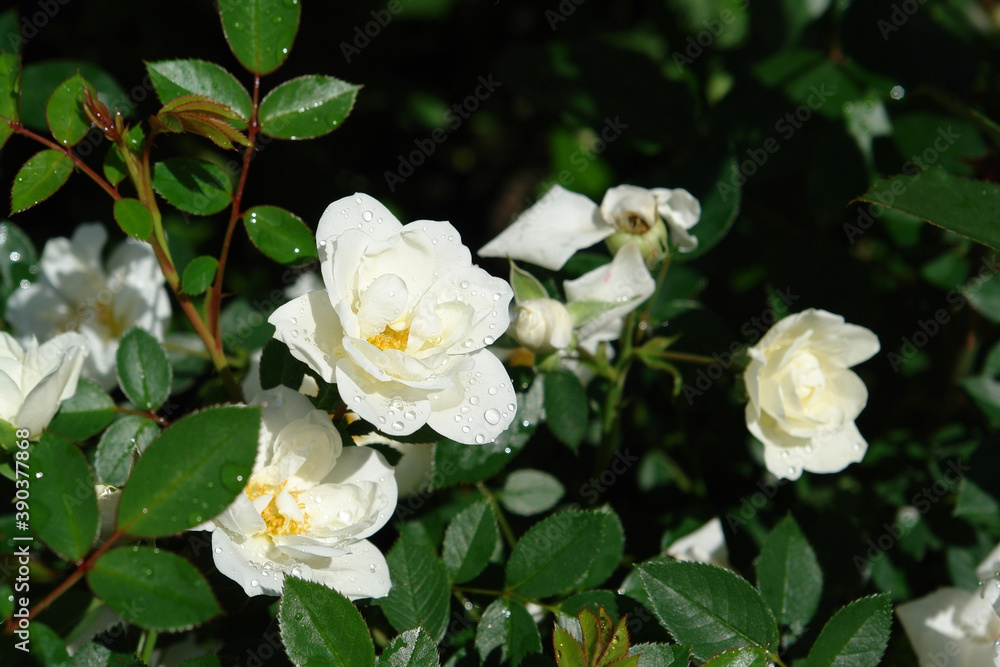 A close up of snowy white double roses of the 'Carte Blanche' variety with raindrops on the petals. Roses in the garden on a bright sunny morning A close up of snowy white double roses of the 'Carte Blanche' variety with raindrops on the petals. Roses in the garden on a bright sunny morning