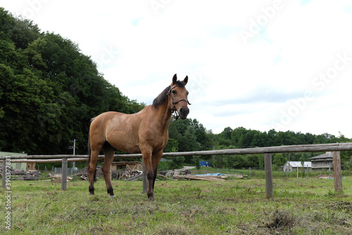 horse graze in a meadow