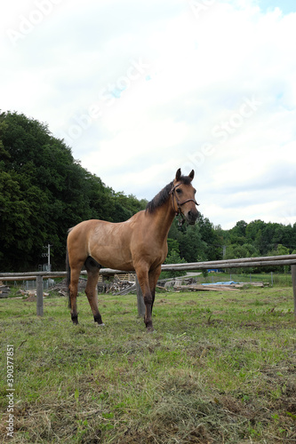 horse in the field