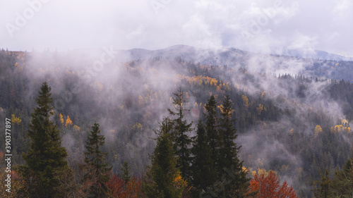 Natural gloomy background of autumn mountains with yellow trees and fir trees on a cloudy day with clouds in the sky and fog