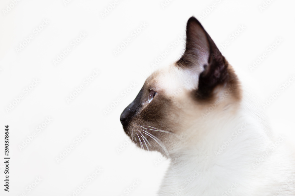 Portrait of a Thai cat, muzzle close-up in profile on a light background.