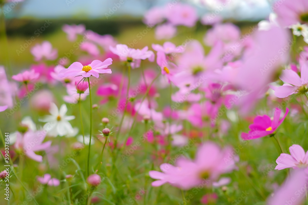 field of flowers