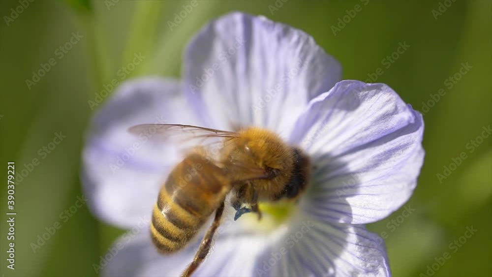 Aggressive bee with yellow and black stripes during pollination in flower during sunny day.Macro footage. Aggressive bee with yellow and black stripes during pollination in flower during sunny day.Macro footage.