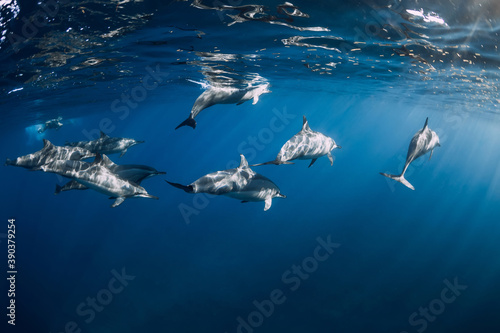 Spinner dolphins in tropical ocean with sunlight. Dolphins in underwater © artifirsov