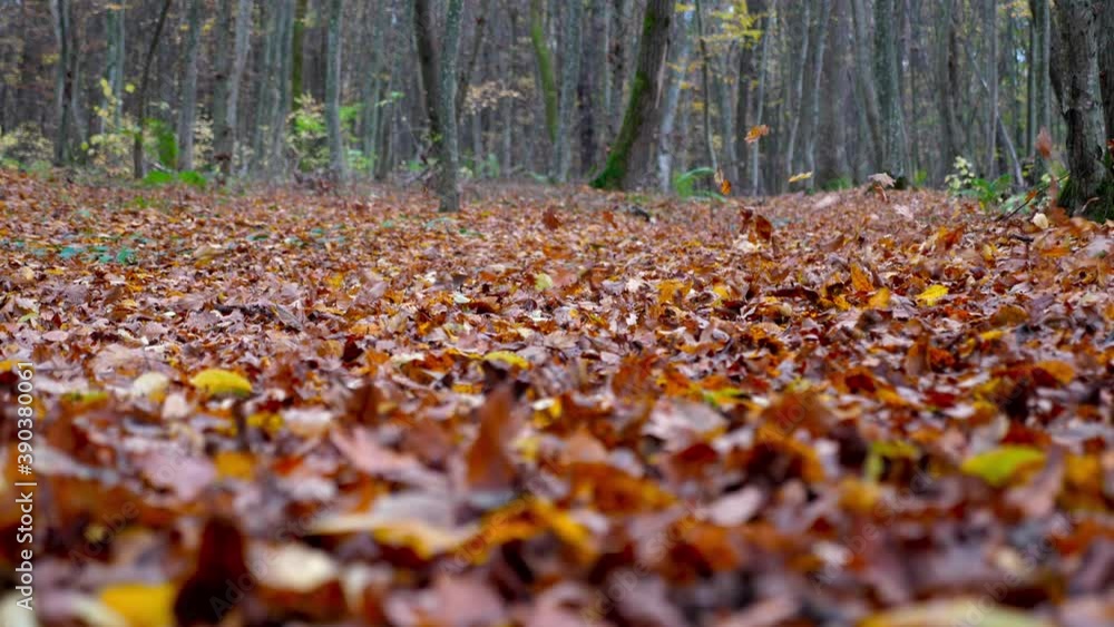 Artificial wind blows fallen leaves in the forest, autumn Artificial wind blows fallen leaves in the forest, autumn