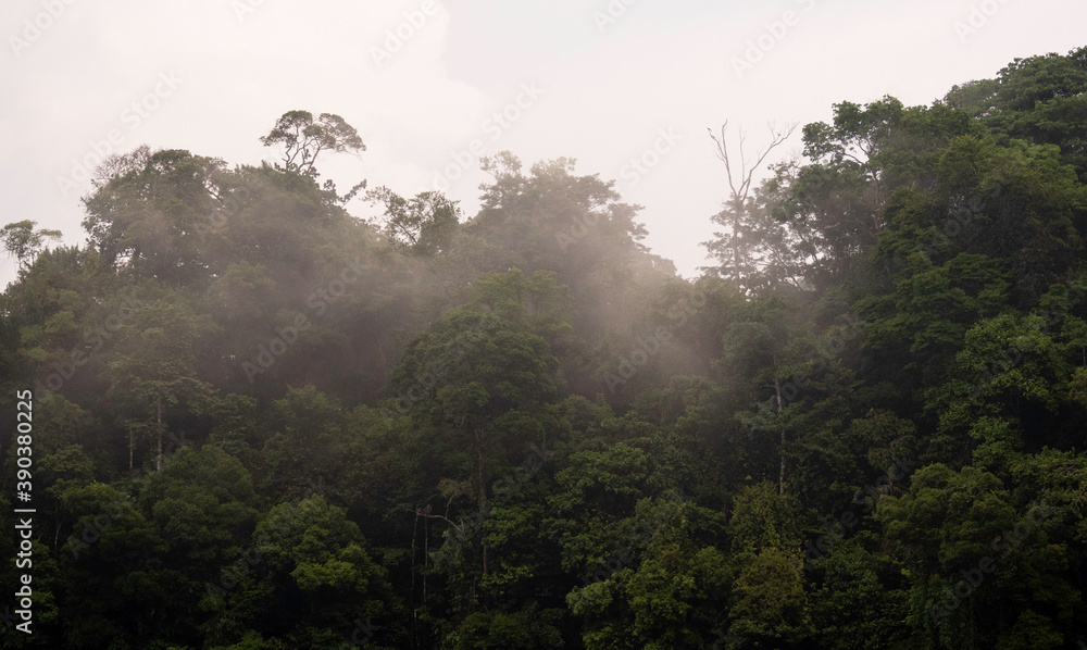 Mist over the amazonian jungle