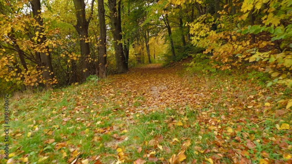 Smooth movement along a forest path in autumn. Ground is strewn with bright yellow leaves Smooth movement along a forest path in autumn. Ground is strewn with bright yellow leaves