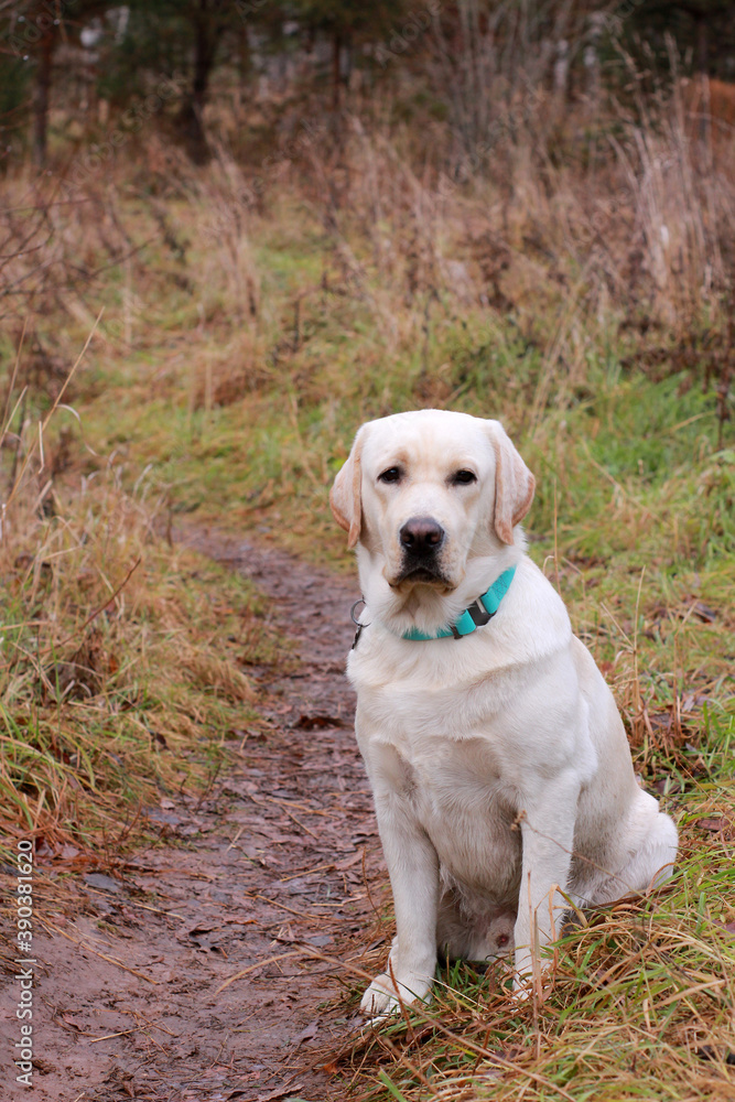 golden labrador retriever in the park golden labrador retriever in the park