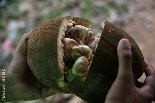 mata de sao joao, bahia / brazil - november 4, 2020: monguba fruit also known as chestnut of gianas and also as wild cacao is seen in the city of Mata de Sao Joao. photo