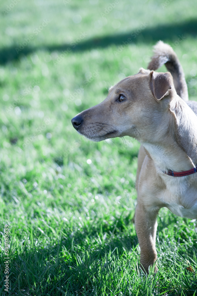 Dog On Lawn Looking Sideways Black And White