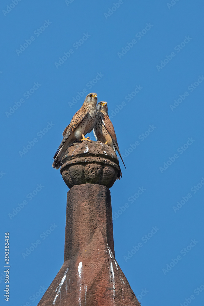 Common Kestrel (Falco tinnunculus) male and female breeding pair sitting together on church spire, Hesse, Germany