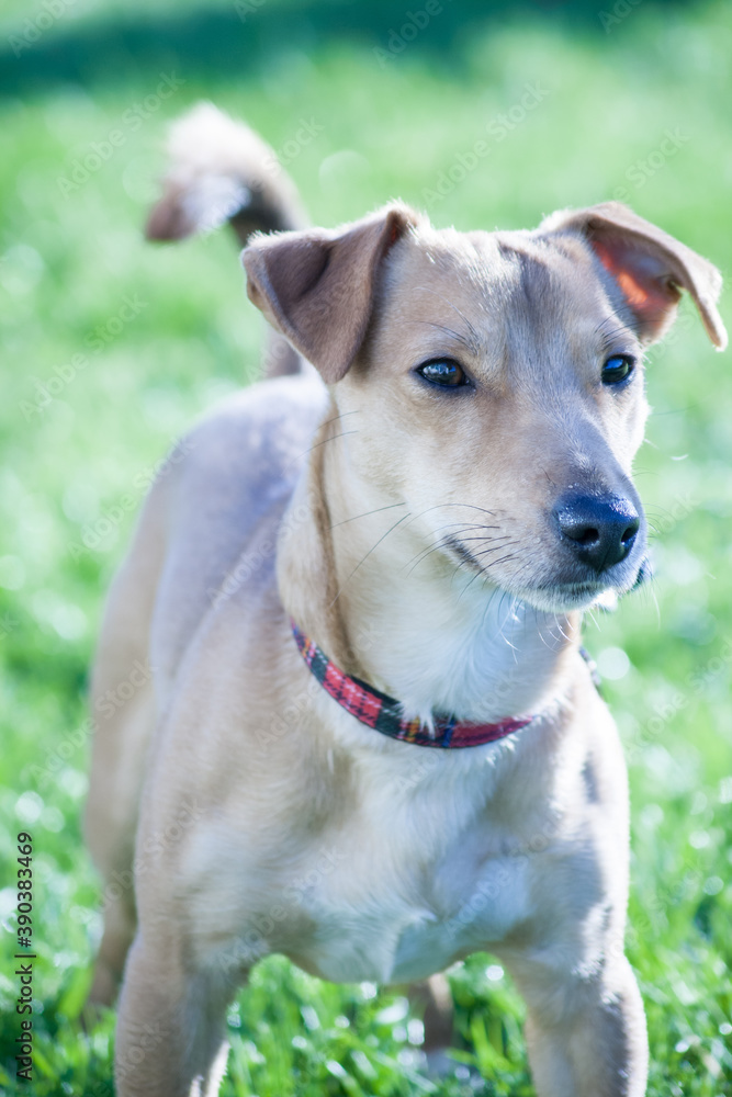 Small Short Haired Dog On Lawn Close Up Small Short Haired Dog On Lawn Close Up