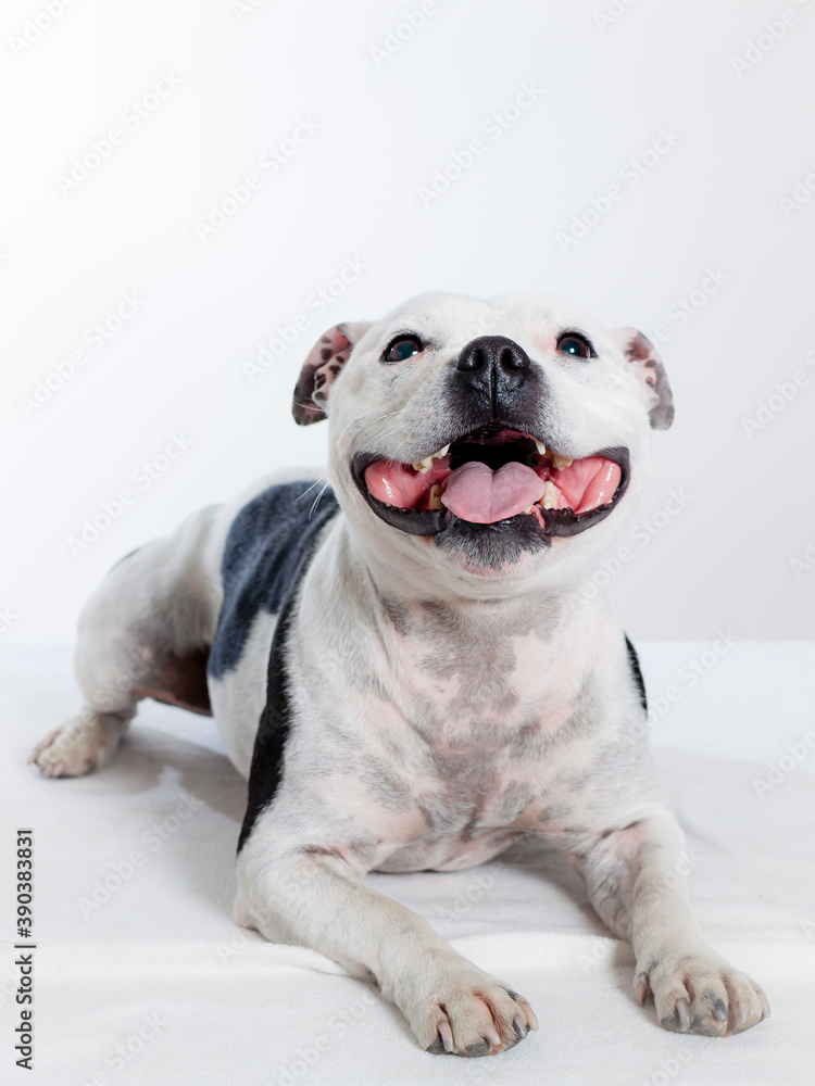adorable dog in studio smiling in to the camera Staffordshire bulterrier
