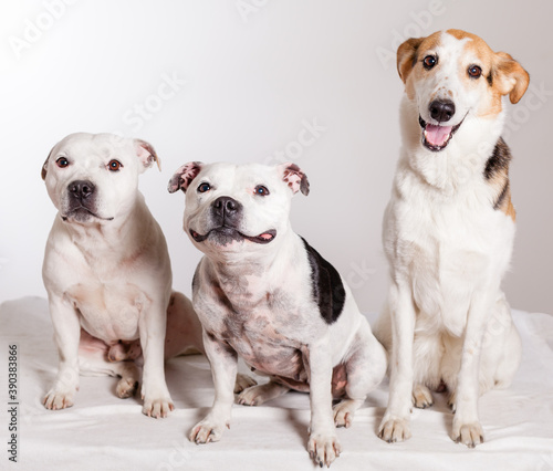 three dogs in studio two pitsbulls and a collie