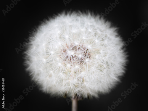 Closeup photo of dandelion in bloom with hundreds of little white parachutes on a black background.