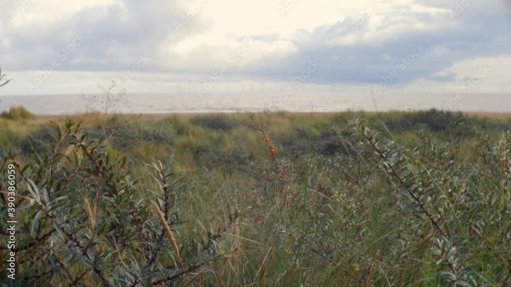 The north sea wind farm in the UK can be seen out at sea through the sand dunes and grass at Chapel St Leonards on the east coast near Skegness. The north sea wind farm in the UK can be seen out at sea through the sand dunes and grass at Chapel St Leonards on the east coast near Skegness.