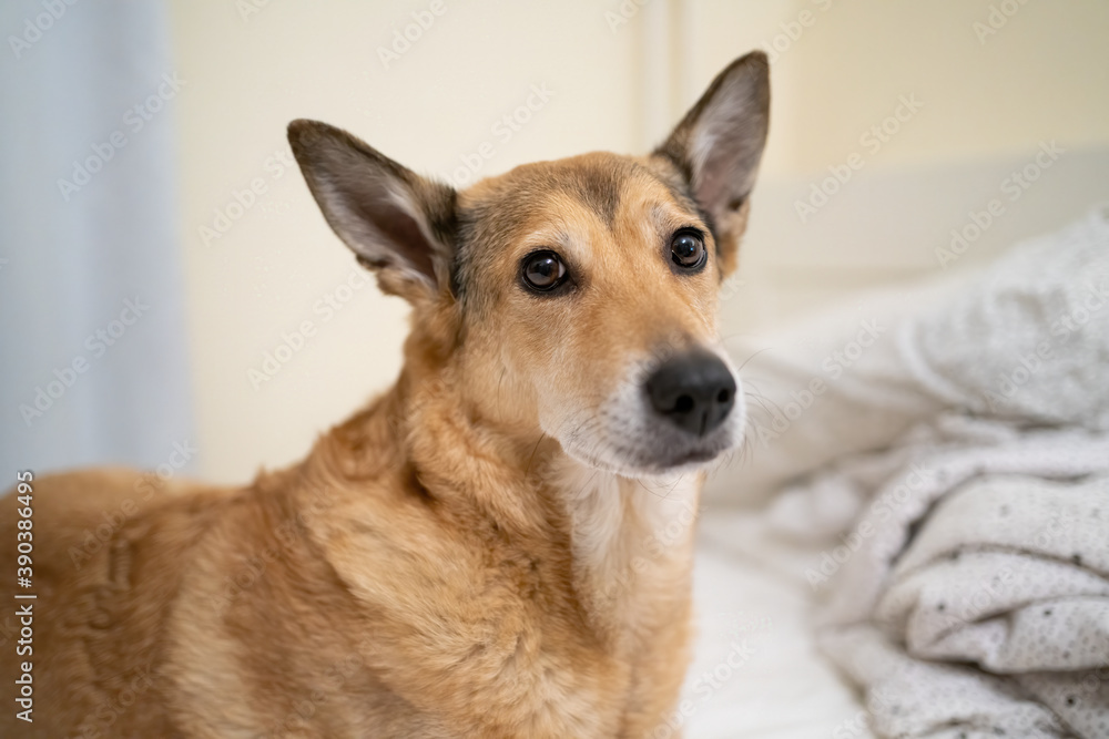 Dog lying on the bed portrait