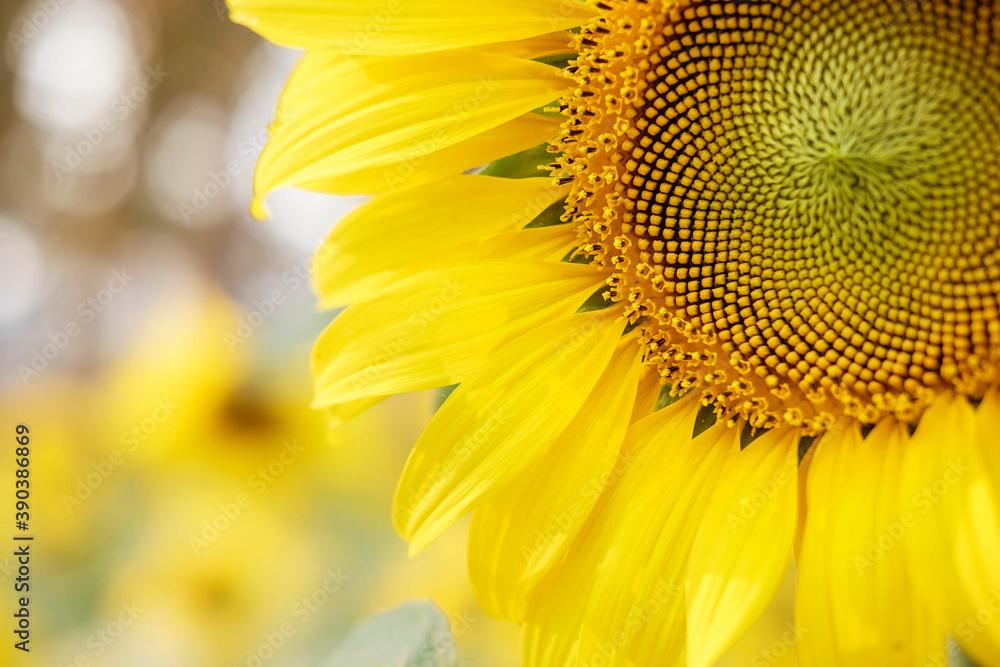 close-up of a beautiful sunflower in a Garden close-up of a beautiful sunflower in a Garden
