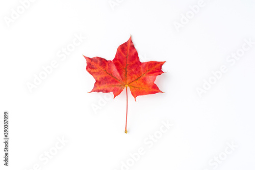 Red maple leaf isolated on white background. Autumn concept