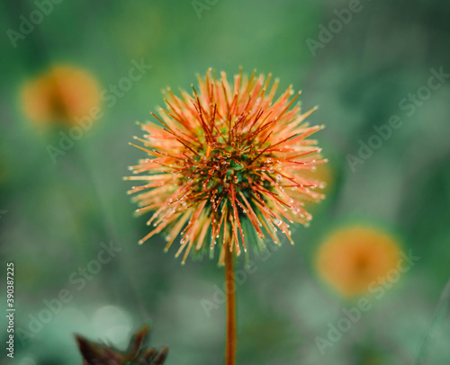 flower of a dandelion