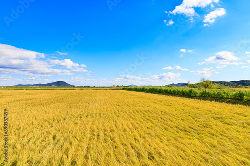 Beautiful autumn rice fields.Korean traditional rice farming. Autumn rice agricultural landscape. Rice fields and sky in Gimpo-si  Gyeonggi-do.