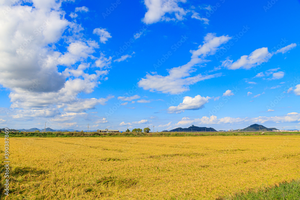 Beautiful autumn rice fields.Korean traditional rice farming. Autumn rice agricultural landscape. Rice fields and sky in Gimpo-si, Gyeonggi-do.