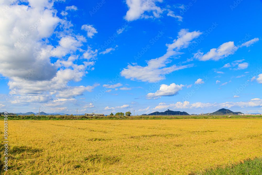 Obraz premium Beautiful autumn rice fields.Korean traditional rice farming. Autumn rice agricultural landscape. Rice fields and sky in Gimpo-si, Gyeonggi-do.