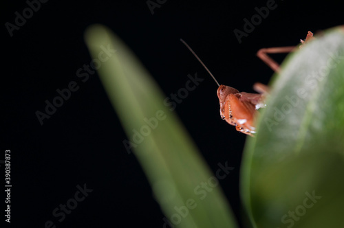 European dwarf mantis (Ameles spallanzania) on black background, Italy. photo