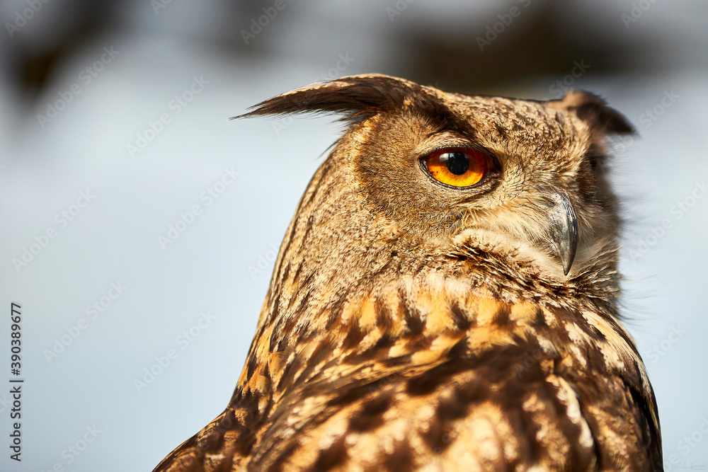 Fototapeta premium Buho descansando.