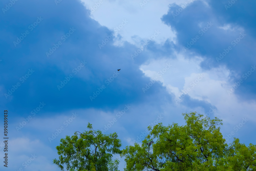 Obraz premium Fresh Green leaf for background