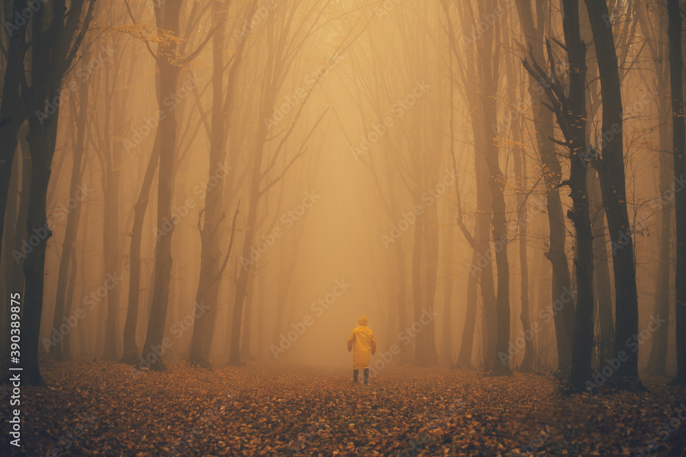 Man got lost in a spooky foggy forest among tall trees Stock Photo | Adobe  Stock